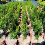 Tis prostredný (Taxus Media) ´HICKSII´ - výška  20-40 cm, kont. C2L